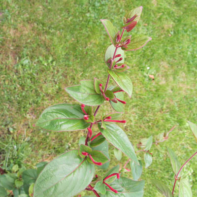 floraison du Lonicera