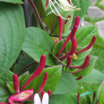 Boutons de fleurs de Lonicera