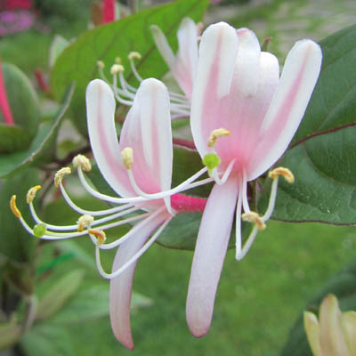 fleur de Loniceravue de profil