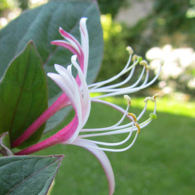 Fleur de Lonicera vue de profil