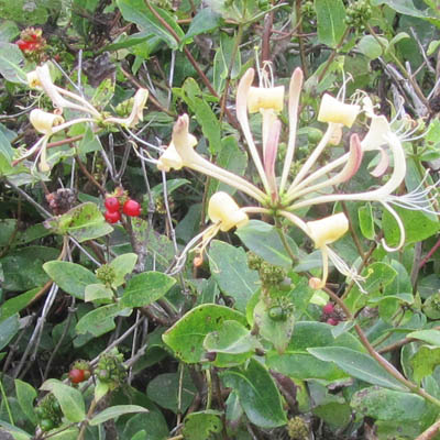 Fleurs et fruits de Chevrefeuille des jardins
