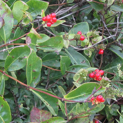 Fruits de Chevrefeuille des jardins