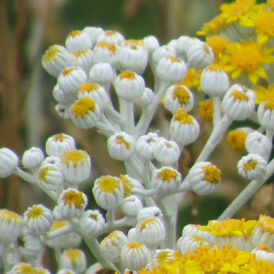 Boutons de fleurs de Cinéraires