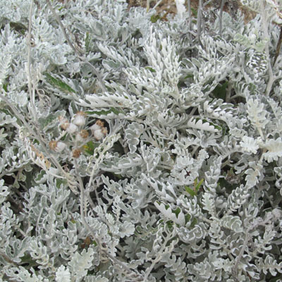 un buisson de Cinraire maritime