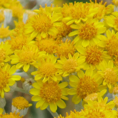 Fleurs de Cinéraires
