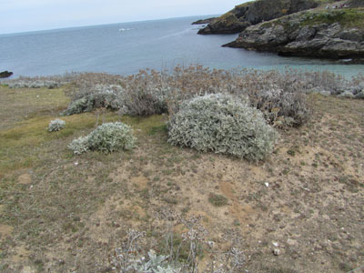 Buisson de Cinraire maritimesur une cte de Bretagne