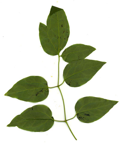 Feuille imparipennée de Clématite