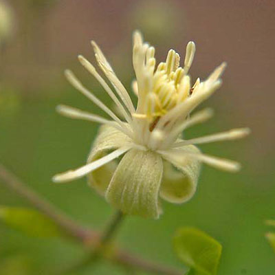 Fleur de Clématite