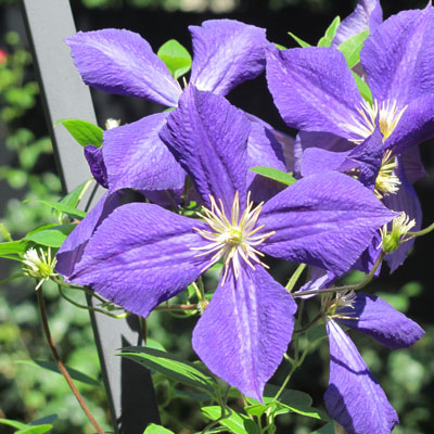 Fleur d'une clématite horticole