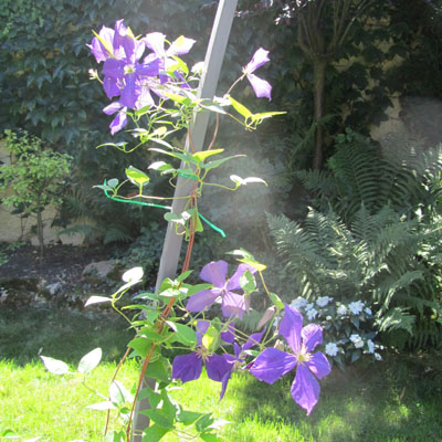 Clématite horticole à grandes fleurs violettes
