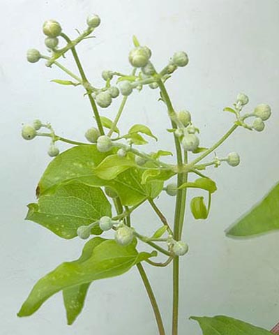 rameau de Clématite en début de floraison
