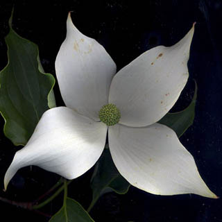 Fleur de Cornouiller du Japon