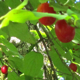 Fruits de Cornouiller mâle