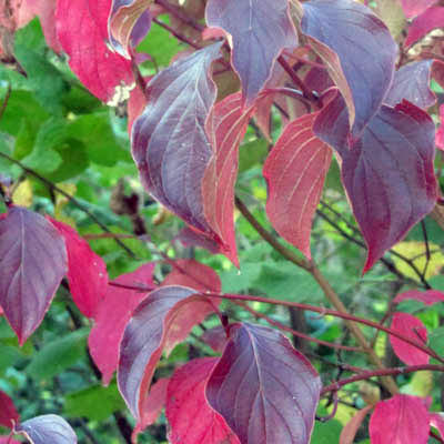 feuillage d'automne du Cornouiller sanguin
