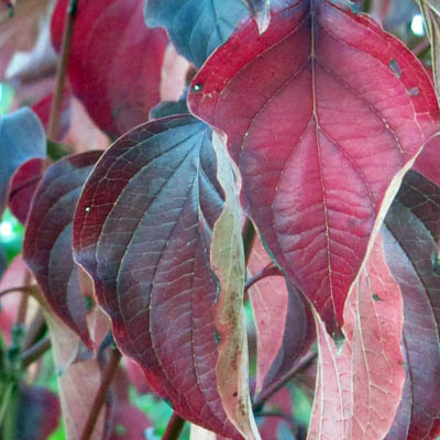 Feuille rouge en automne de Cornouiller sanguin