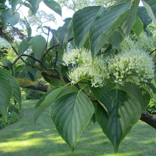 Inflorescence de Cornouiller tabulaire