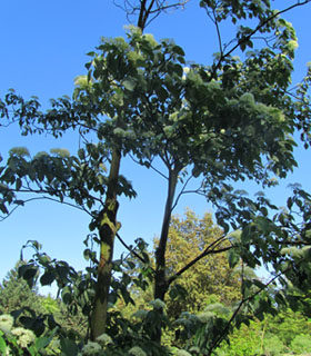 Arbuste de Cornouiller tabulaire au Parc floral de Paris