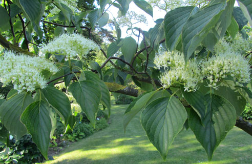 Feuillage et fleurs de Cornouiller tabulaire