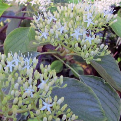 Fleurs de Cornouiller tabulaire