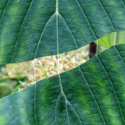 vaisseaux de la feuille de cornouiller cassée