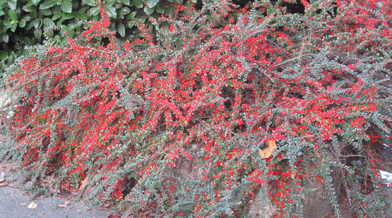 Buisson de Cotoneaster horizontalis en pleine fructification 