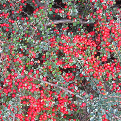 Cotoneaster horizontalis fructifi 
