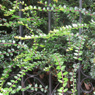 Rameaux et feuilles de Cotoneaster horizontalis