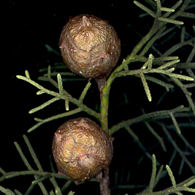 Fruits de Cypres de l'Arizona