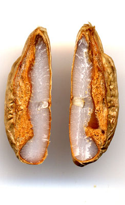 palmier-dattier