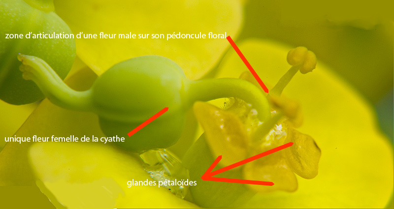 cyathe d'Euprbe dendroides