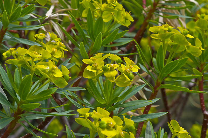 Euphorbe arborescente, rameaux