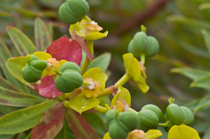 fruit tricoque d'Euphorbia dendroides