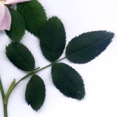 Feuille d'églantier