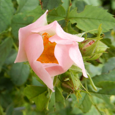 Fleur fermée d'églantier
