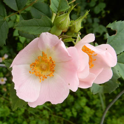 Fleur ouverte d'églantier