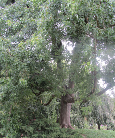 Port d'un érable argenté au Parc floral de paris