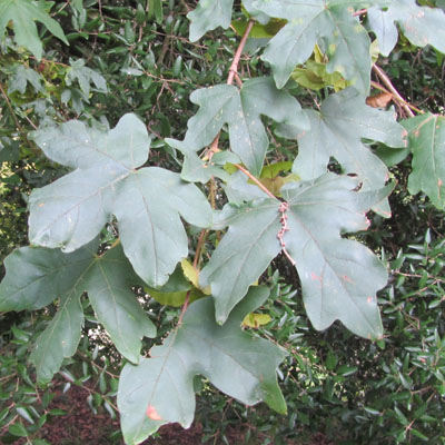 Feuillage d'rable champtre. 