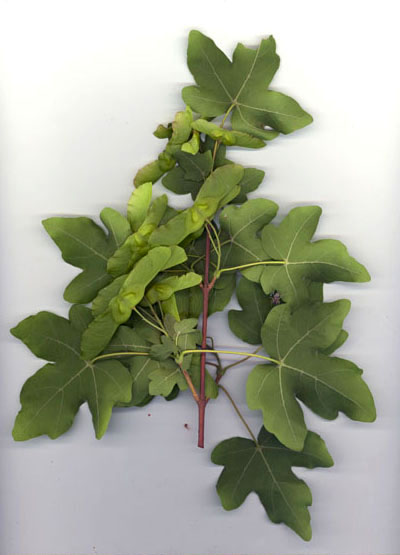 Rameau d'rable champtre vu par la face infrieure 