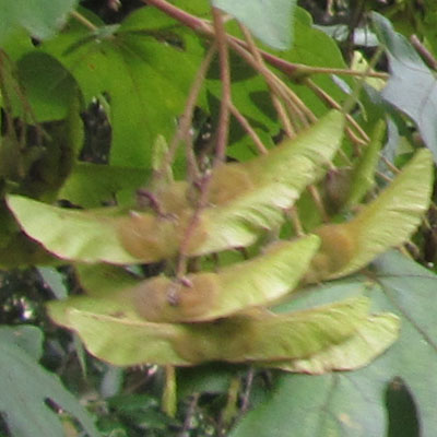 Samares d'rable champtre. 