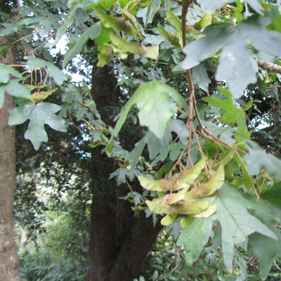 Feuillage et samares d'rable champtre. 
