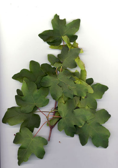 Rameau d'rable champtre vu par la face suprieure 