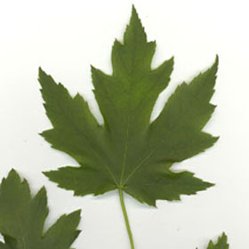Feuille de l'érable argenté