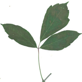 Feuille de l'érable Negondo