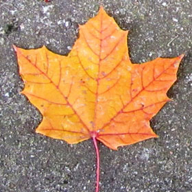 feuille de l'érable plane