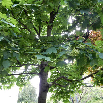 Erablee plane (Acer platanoides)