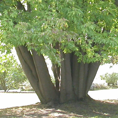 Branches basses de sycimore