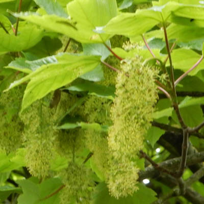 Feuillage et inflorescence d'un érable au printemps