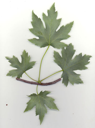 Face infrieure de feuilles d'rable argent