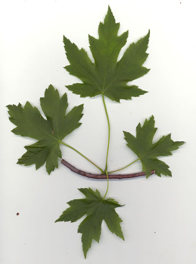 Face suprieure de feuilles d'rable argent
