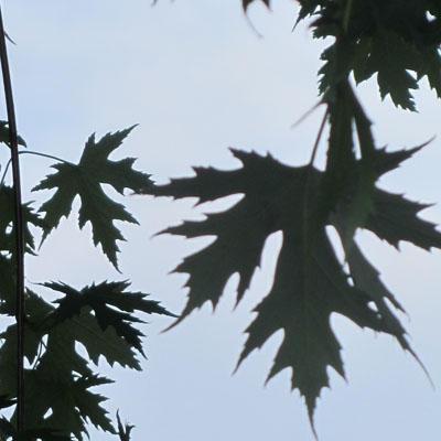 Feuilles d'un rable argent een ombre chinoise 